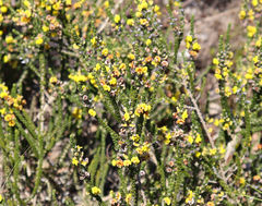 Aspalathus intermedia