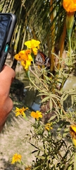 Danaus melanippus