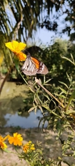 Danaus melanippus