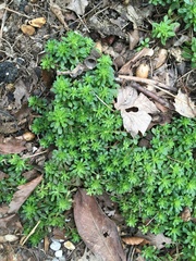 Sedum cepaea