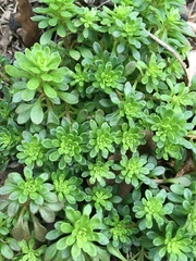 Sedum cepaea