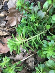 Sedum cepaea
