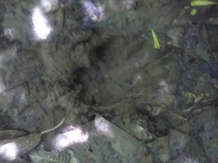 Tapirus terrestris