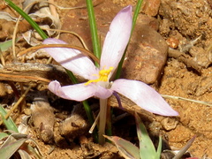 Syringodea concolor
