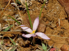 Syringodea concolor