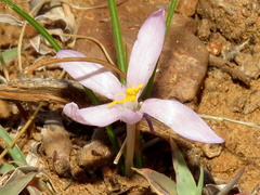Syringodea concolor