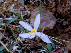 Syringodea concolor