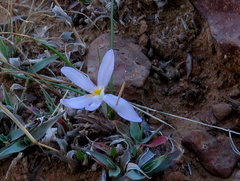 Syringodea concolor
