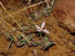 Syringodea concolor