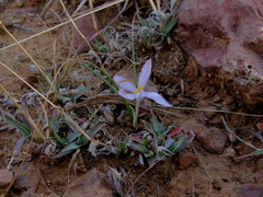 Syringodea concolor