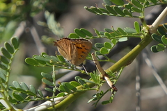 Chrysoritis midas