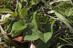 Cirsium vlassovianum