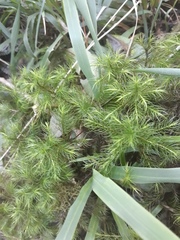 Dendroligotrichum tongariroense