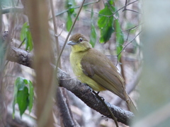 Chlorocichla flaviventris