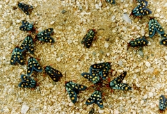 Arniocera auriguttata