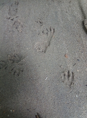 Cuniculus