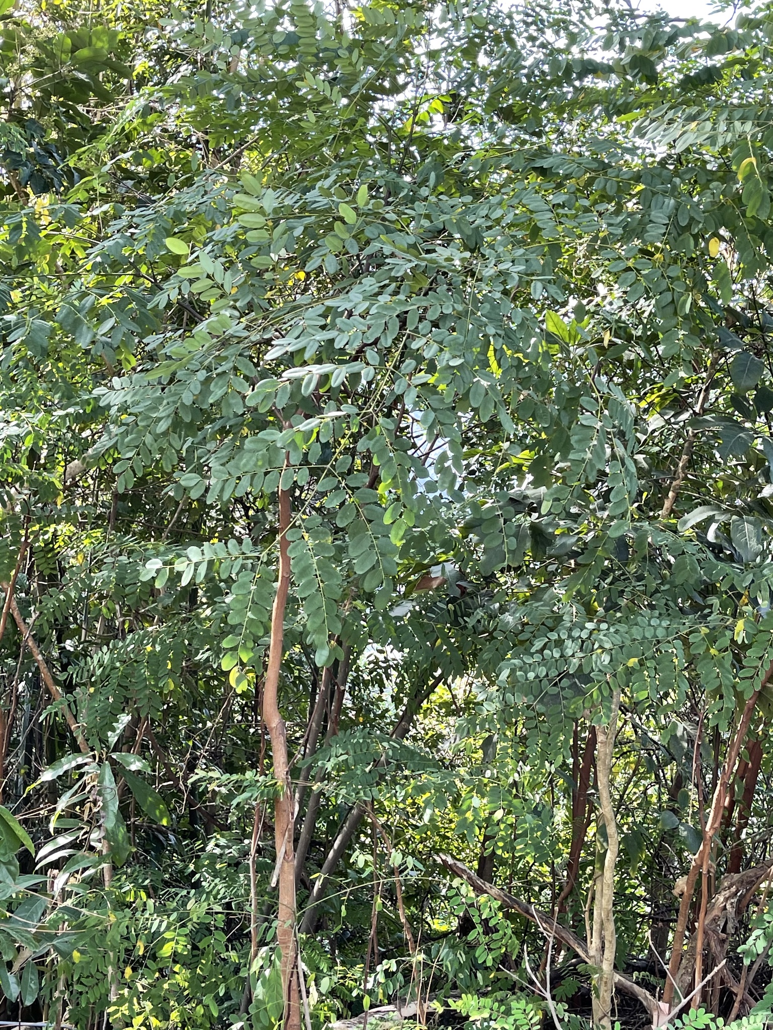Red Sandalwood (Adenanthera microsperma)