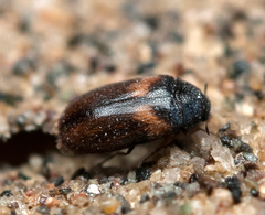 Reesa vespulae
