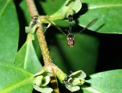 Syrphidae