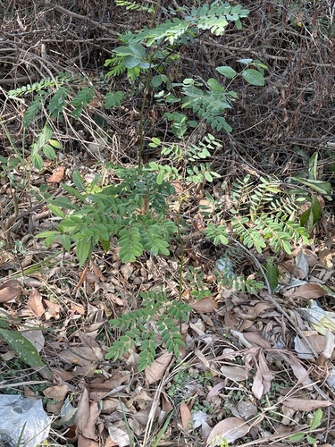 Adenanthera microsperma, photograph 4