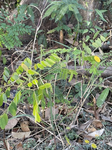 Adenanthera microsperma, photograph 6