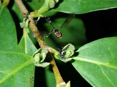 Syrphidae