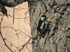 Dendrocopos syriacus