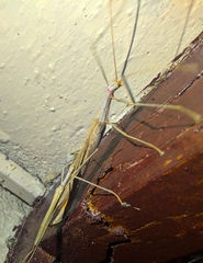 Trachythorax sparaxes