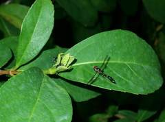 Syrphidae