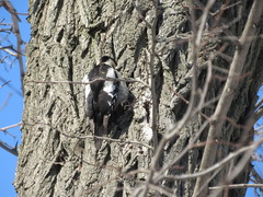 Dendrocopos syriacus