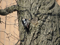 Dendrocopos syriacus