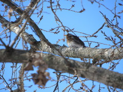Turdus pilaris