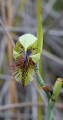 Calochilus herbaceus