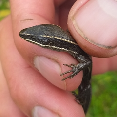 Pholidobolus montium