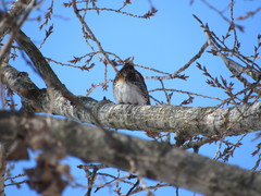 Turdus pilaris