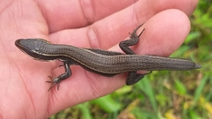 Pholidobolus montium