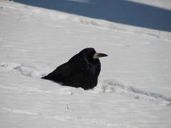 Corvus frugilegus