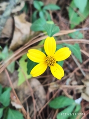 Bidens ostruthioides