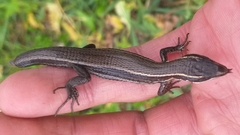 Pholidobolus montium