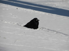 Corvus frugilegus