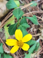 Bidens ostruthioides