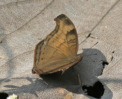 Junonia iphita iphita