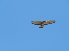 Pernis ptilorhynchus orientalis