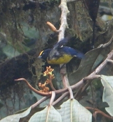 Euphonia xanthogaster