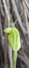 Pterostylis puberula