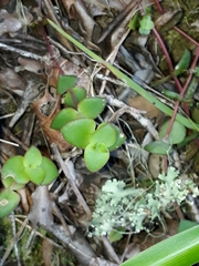 Crassula pellucida marginalis