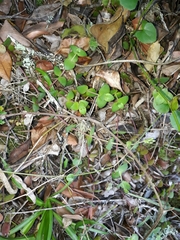 Crassula pellucida marginalis