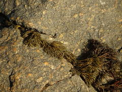Pelvetia canaliculata