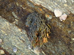 Pelvetia canaliculata