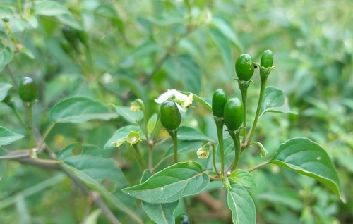 Capsicum baccatum